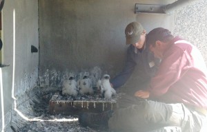 San Francisco’s Adorable Baby Falcons Need You To Name Them