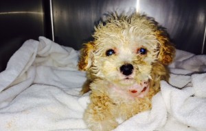 The ACC Wants To Know Who Threw This Injured Puppy In The Trash