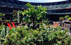 Giants’ 4,320 Square Foot Edible Garden Opens at AT&T Park