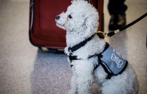 SFO Travelers Flocking To Therapy Dogs For Cuddles, Petting